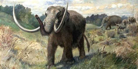 Maybe Humans Didnt Drive Mastodons To Extinction Huffpost