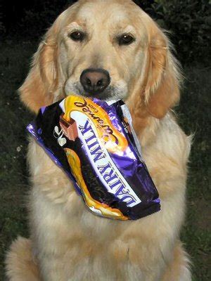 Would you rather go out for dinner or eat a takeaway? Dogs and Chocolate - Veterinary Secrets Blog with Dr ...