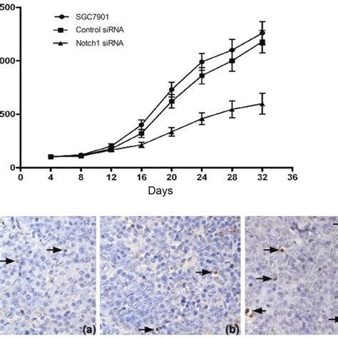 Combined Effect Of Notch1 SiRNA And Doxorubicin On Tumor Growth