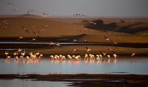 Flamingos Walvis Bay Namibia Photo Competition Namibia Big Picture