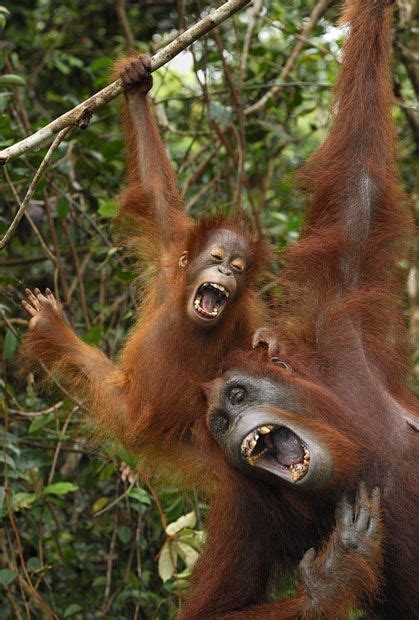 Animal Pictures Of The Week 19 August 2011 Laughing Animals Smiling