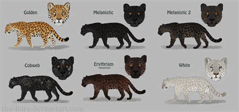 Jaguar Colour Morphs by TheVerdantHare on DeviantArt