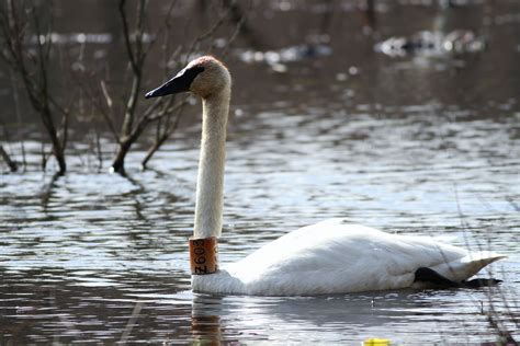 Trumpeter Swans With Captive Neck Collars In Pa By Alex Lamoreaux