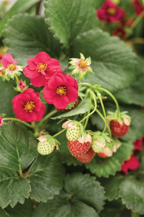 Berried Treasure Red Strawberry Fragaria Ananassa Proven Winners