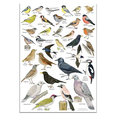 British Garden Birds Identification A3 Card Poster Art Print
