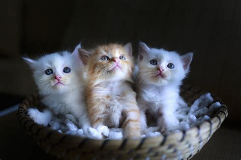 Mengenal 10 kucing paling terkenal di. Gambar Kucing Comel dan Manja (Anak Kucing Lucu dan Paling ...