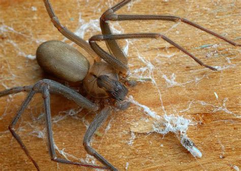 8 Spiders That Look Like Brown Recluses But Are Not A Z Animals