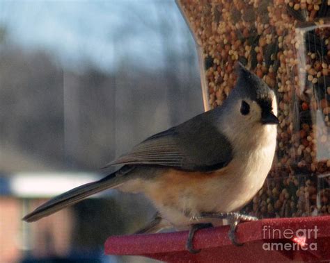 Little Gray Crested Titmouse Bird Ready For Lunch Photograph By Barb