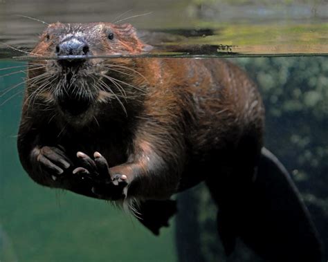 Englands First Wild Beavers For 400 Years To Keep Living On River