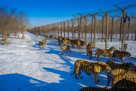 Siberiano Tiger Park A Harbin Cina Immagine Stock Immagine Di Gatto