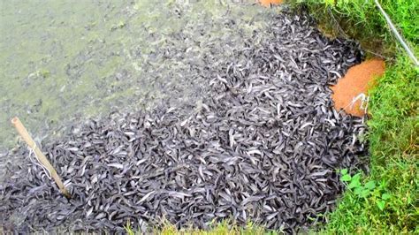 Baby Catfish Eating Food In Pond Hybride Magur Fish Farming Business