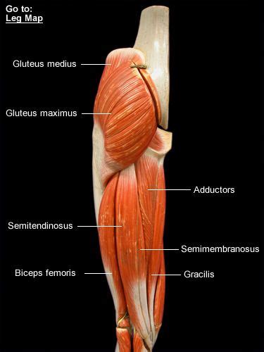 Read this article for an overview of all the leg muscles. muscles of the leg and hip - Google Search | Leg muscles anatomy, Anatomy models, Muscle anatomy
