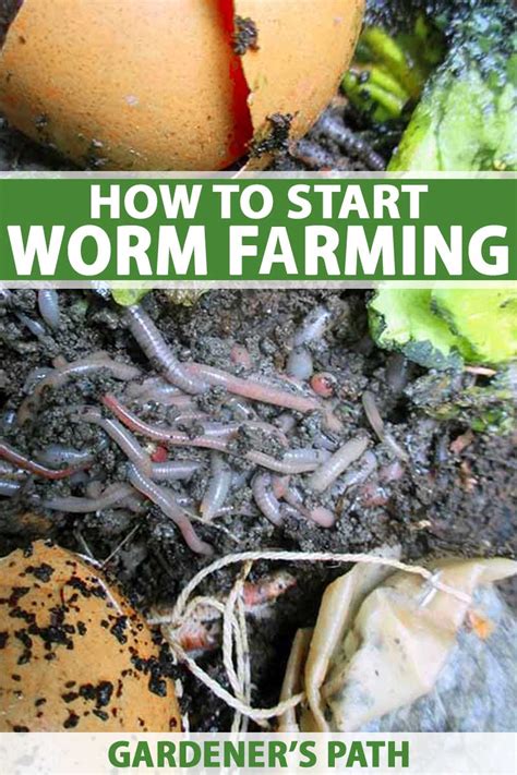 How To Start Worm Farming Gardeners Path