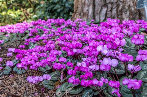 Maybe you would like to learn more about one of these? Top 8 Miniature Flower Bulbs For Small Spaces
