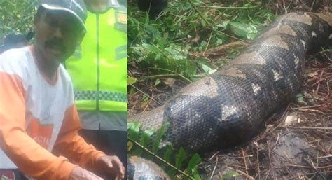 Foot Python Swallows Grandmother In Indonesian Jungle Outkick