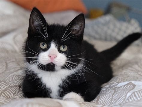 A Comprehensive Guide To Kitten Tuxedo Cats
