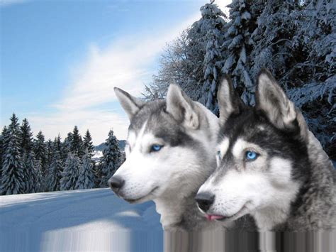 Wolves Blue Eyes Blue Wolf Eyes Wallpapers Hd Wallpaper Cave Grey