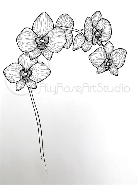Simple Orchid Drawing Original Pen Drawn Orchid Art Print Etsy