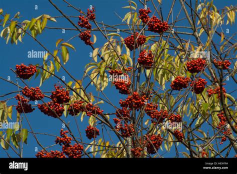 Red Berries On A Rowan Or Mountain Ash Tree Sorbus Genus In Surrey
