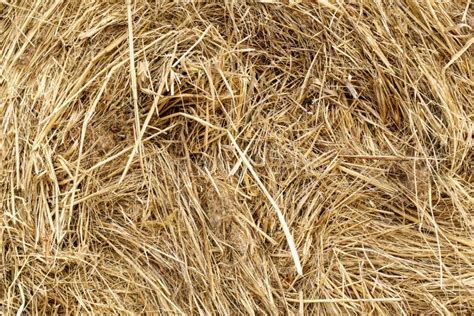 Seamless Texture Of Hay Straw Dried Hay Background Texture