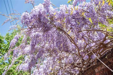 Chinese Wisteria Plant Care And Growing Guide