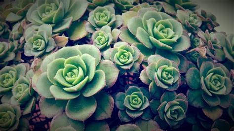 Green Succulent Plants Nature Green Echeveria Succulent Hd