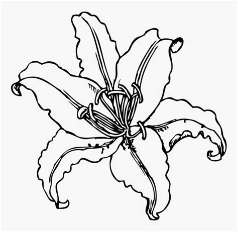 Buy Lily Flower Drawing Easy Off 72