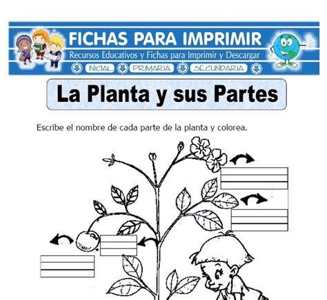Ficha De La Planta Y Sus Partes Para Primaria Fichas Para Imprimir