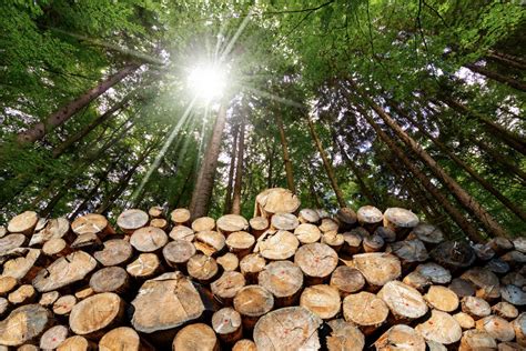 Environmental Sustainability Of Energy Generation From Forest Biomass