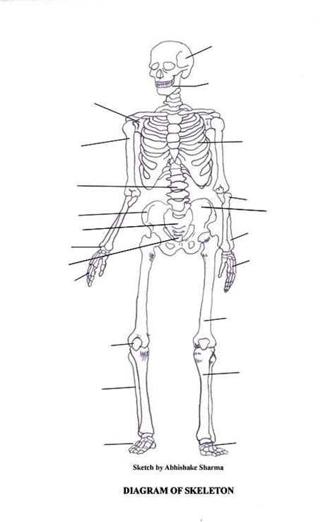 Human Skeleton Diagram Unlabeled