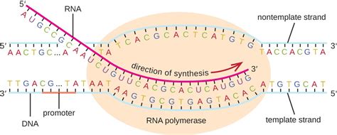 Explain How Rna Polymerase Recognizes Where Transcription Should Begin