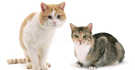 4 Cara Membedakan Kucing Jantan And Betina Dewasa And Bayi Pintarpet