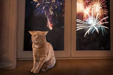 Defenceless Cat Killed After Sick Thugs Attach Firework To Animal And