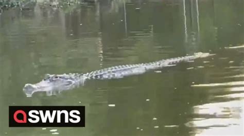 Predatory Alligator Leaves Bite Marks In Rowers Boat As Two Attacks
