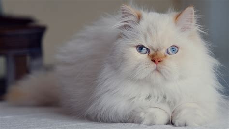 White Fluffy Persian Cat Hd Kitten Wallpapers Hd Wallpapers Id 45872