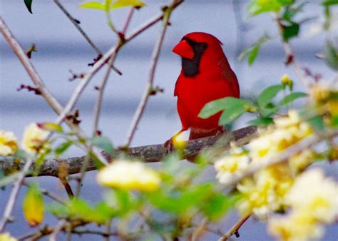Cardinal Red Bird Galveston Art League
