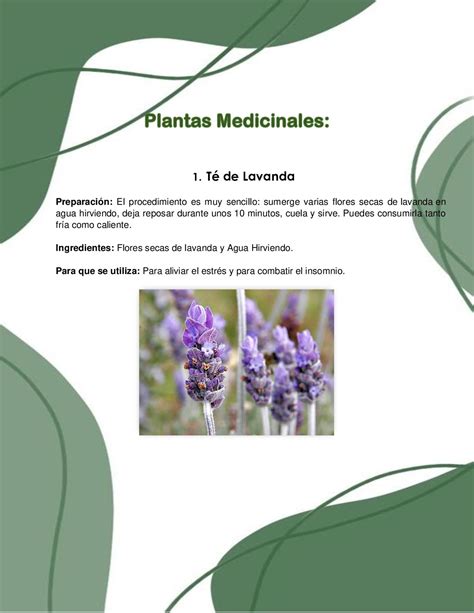 Calaméo Plantas Medicinales