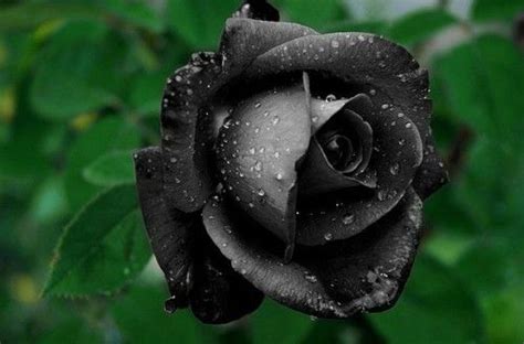 Free for commercial use no attribution required high quality images. A beautiful black rose. | Black rose, Rose seeds, Black ...