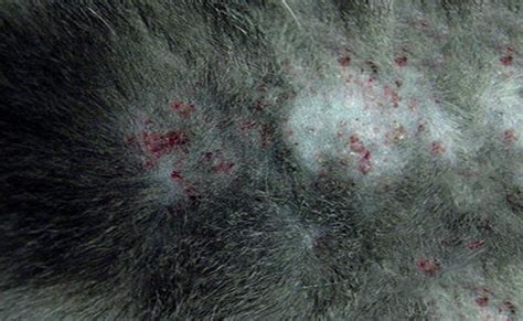 40 Best Photos Cat Flea Allergy Relief Allergic Dermatitis In Cats