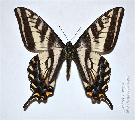 Photo 35808 Papilio Eurymedon