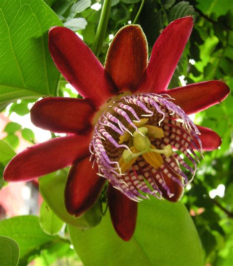 Passiflora Alata Wikipedia