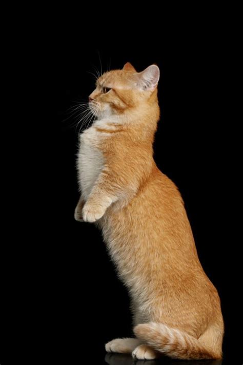 We breed these munchkin cat breed with extremely short legs and a long spine. 21 Adorable, Short-Legged Munchkin Cats - InspireMore