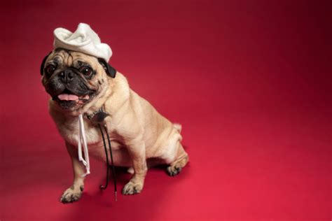 Sitting Pug Wearing White Cowboy Hat And Sheriff Badge Stock Photo