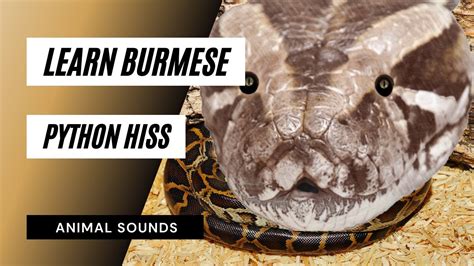 Learn Burmese Python Hiss Burmese Python Hissing Youtube