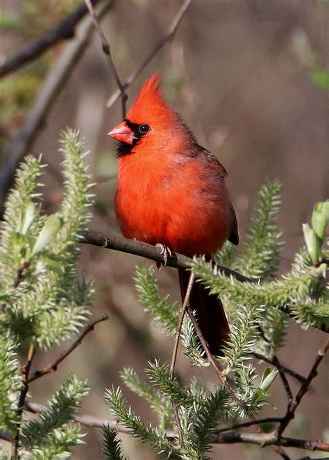 Northern Cardinal Male Photo Of A Male Northern Cardinal Flickr