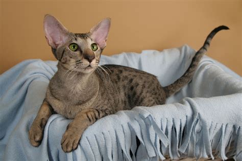 Oriental Shorthair Tabby Kitten