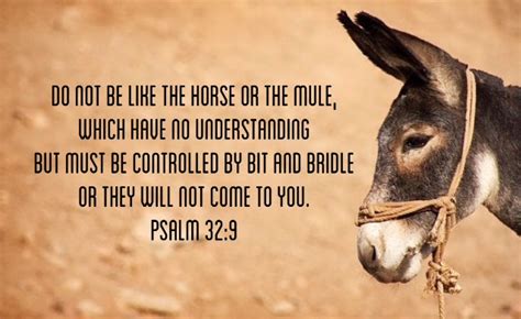 Dont Be A Donkey Carried Away Ministries