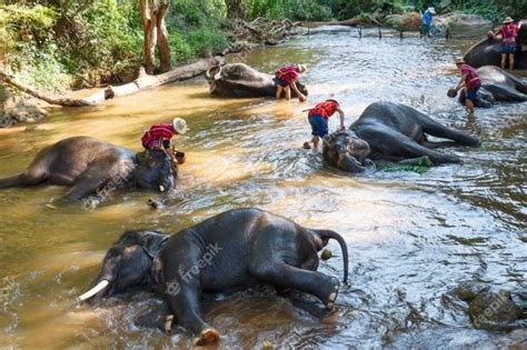 Premium Photo Thai Elephants Taking A Bath With Mahout In Maesa Elephant Camp Chiang Mai