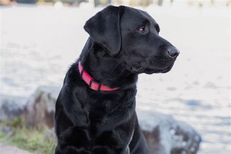 73 Black Lab Names