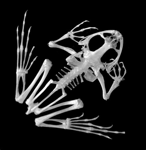 Frog Species Skeleton Animal Skeletons Animal Bones Drawing Skull